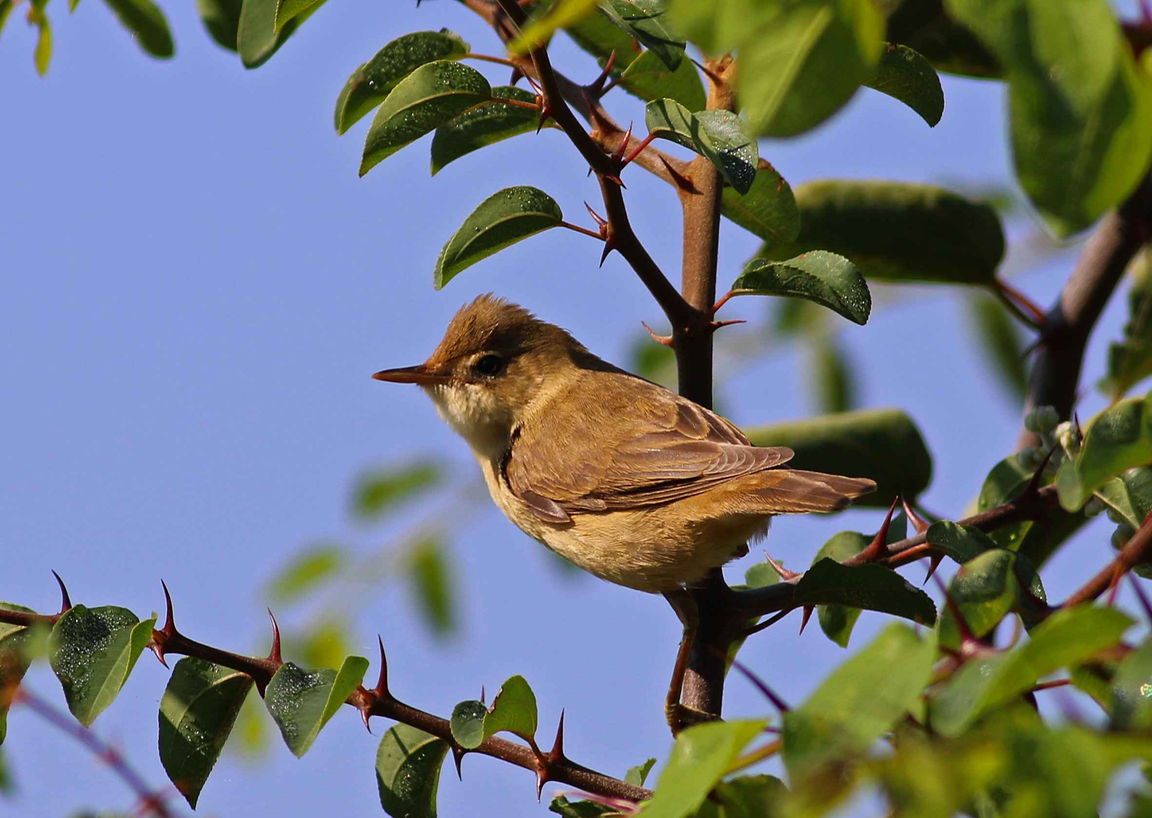 Marsh Warbler